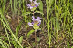 Lanceleaf Selfheal, Prunella vulgaris ssp. lanceolata