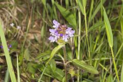 Lanceleaf Selfheal, Prunella vulgaris ssp. lanceolata