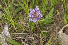 Lanceleaf Selfheal, Prunella vulgaris ssp. lanceolata