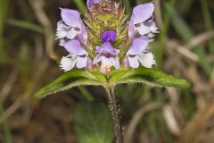 Lanceleaf Selfheal, Prunella vulgaris ssp. lanceolata