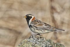 Lapland Longspur, Calcarius lapponicus