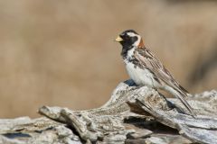 Lapland Longspur, Calcarius lapponicus