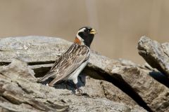 Lapland Longspur, Calcarius lapponicus