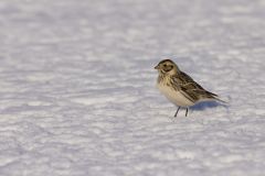 Lapland Longspur, Calcarius lapponicus