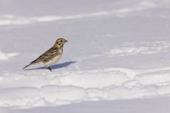 Lapland Longspur, Calcarius lapponicus