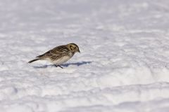 Lapland Longspur, Calcarius lapponicus