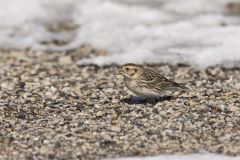 Lapland Longspur, Calcarius lapponicus