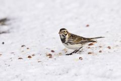 Lapland Longspur, Calcarius lapponicus