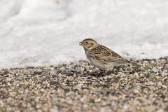 Lapland Longspur, Calcarius lapponicus