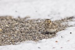 Lapland Longspur, Calcarius lapponicus