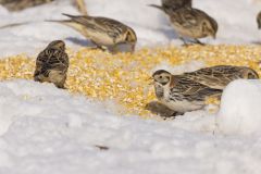 Lapland Longspur, Calcarius lapponicus