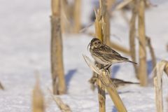 Lapland Longspur, Calcarius lapponicus