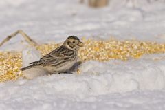 Lapland Longspur, Calcarius lapponicus