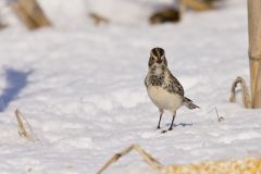 Lapland Longspur, Calcarius lapponicus