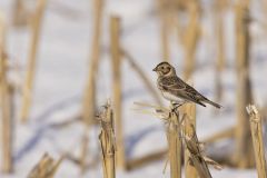 Lapland Longspur, Calcarius lapponicus