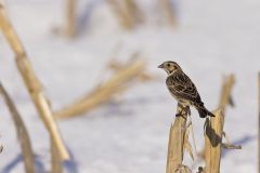 Lapland Longspur, Calcarius lapponicus