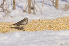 Lapland Longspur, Calcarius lapponicus