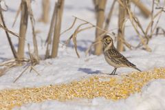 Lapland Longspur, Calcarius lapponicus