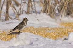 Lapland Longspur, Calcarius lapponicus