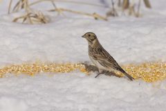 Lapland Longspur, Calcarius lapponicus