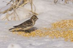 Lapland Longspur, Calcarius lapponicus