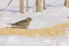 Lapland Longspur, Calcarius lapponicus