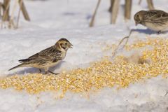 Lapland Longspur, Calcarius lapponicus