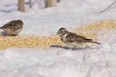 Lapland Longspur, Calcarius lapponicus