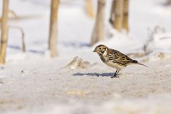 Lapland Longspur, Calcarius lapponicus