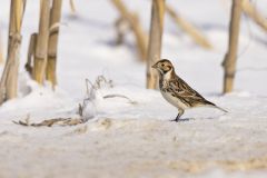 Lapland Longspur, Calcarius lapponicus