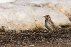 Lapland Longspur, Calcarius lapponicus