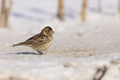 Lapland Longspur, Calcarius lapponicus