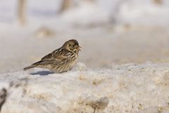 Lapland Longspur, Calcarius lapponicus