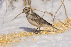 Lapland Longspur, Calcarius lapponicus