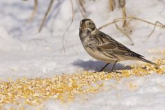 Lapland Longspur, Calcarius lapponicus