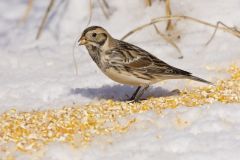 Lapland Longspur, Calcarius lapponicus