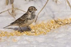 Lapland Longspur, Calcarius lapponicus