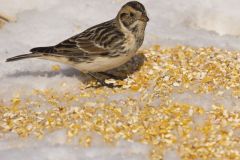 Lapland Longspur, Calcarius lapponicus