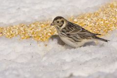 Lapland Longspur, Calcarius lapponicus