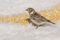 Lapland Longspur, Calcarius lapponicus