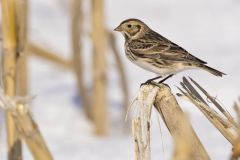 Lapland Longspur, Calcarius lapponicus