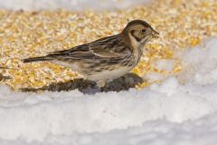 Lapland Longspur, Calcarius lapponicus