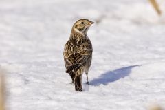 Lapland Longspur, Calcarius lapponicus