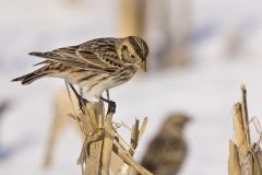 Lapland Longspur, Calcarius lapponicus