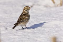 Lapland Longspur, Calcarius lapponicus