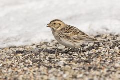 Lapland Longspur, Calcarius lapponicus