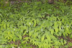 Large-flowering Bellwort, Uvularia grandiflora