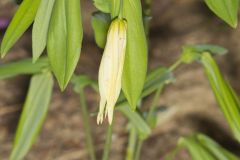 Large-flowering Bellwort, Uvularia grandiflora