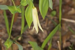 Large-flowering Bellwort, Uvularia grandiflora