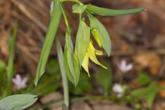 Large-flowering Bellwort, Uvularia grandiflora